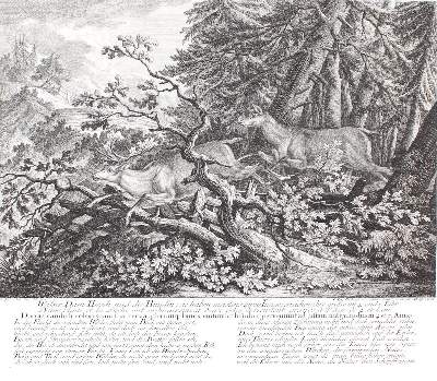 Bild Nr.1: 127-2440 Rotwild.: (Varia, Jagd, Ridinger)