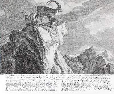 Bild Nr.1: 127-2446 Steinböcke.: (Varia, Jagd, Ridinger)