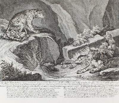 Bild Nr.1: 127-2447 Tiger.: (Varia, Jagd, Ridinger)