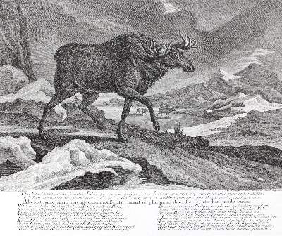 Bild Nr.1: 127-2460 Wildtier.: (Varia, Jagd, Ridinger)