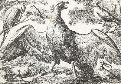 Bild Nr.1: 127-2575 Adler.: (Varia, Zoologie, Vögel)