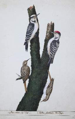 Bild Nr.1: 127-2576 Vogeldarstellungen.: (Varia, Zoologie, Vögel)