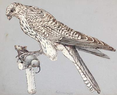 Bild Nr.3: 127-2576 Vogeldarstellungen.: (Varia, Zoologie, Vögel)