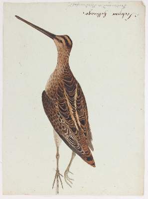 Bild Nr.4: 127-2576 Vogeldarstellungen.: (Varia, Zoologie, Vögel)