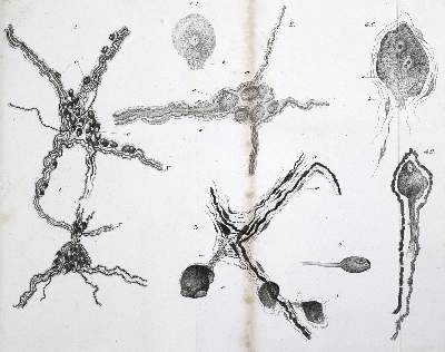 Bild Nr.1: 127-259 Külz,E.: (Aus der Sammlung Professor Dr.Dr.Johannes Büttner Teil 1)