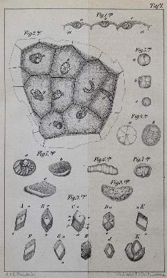 Bild Nr.1: 127-382 Radlkofer,L.: (Aus der Sammlung Professor Dr.Dr.Johannes Büttner Teil 1)