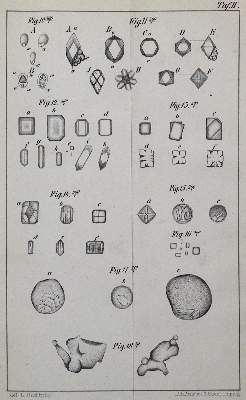 Bild Nr.3: 127-382 Radlkofer,L.: (Aus der Sammlung Professor Dr.Dr.Johannes Büttner Teil 1)
