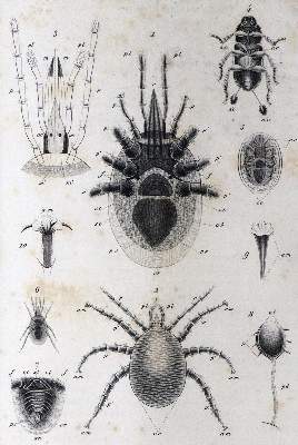 Bild Nr.1: 127-383 Raspail,F.V.: (Aus der Sammlung Professor Dr.Dr.Johannes Büttner Teil 1)