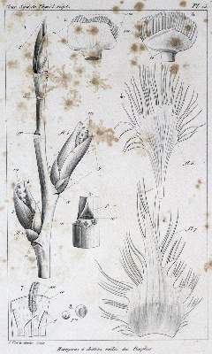 Bild Nr.3: 127-384 Raspail,F.V.: (Aus der Sammlung Professor Dr.Dr.Johannes Büttner Teil 1)
