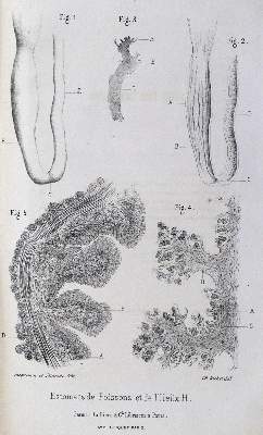 Bild Nr.2: 127-389 Richet,C.: (Aus der Sammlung Professor Dr.Dr.Johannes Büttner Teil 1)