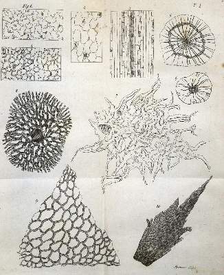 Bild Nr.1: 127-394 Rudolphi,K.A.: (Aus der Sammlung Professor Dr.Dr.Johannes Büttner Teil 1)