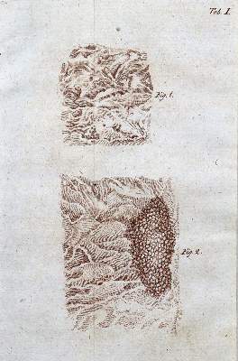 Bild Nr.2: 127-395 Rudolphi,K.A.: (Aus der Sammlung Professor Dr.Dr.Johannes Büttner Teil 1)