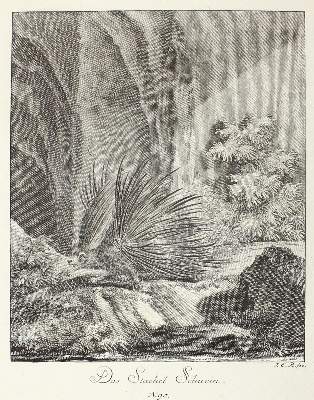 Bild Nr.1: 127-4037 Ridinger, Johann Elias: (Künstlergraphik)