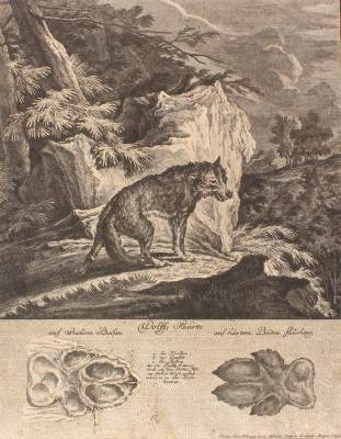 Bild Nr.1: 127-4041 Ridinger, Johann Elias: (Künstlergraphik)