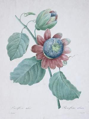 Bild Nr.3: 127-4078 Sammlung: (Künstlergraphik)