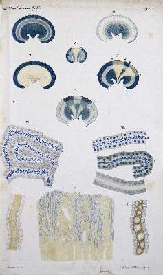 Bild Nr.2: 127-410 Sammlung: (Aus der Sammlung Professor Dr.Dr.Johannes Büttner Teil 1)