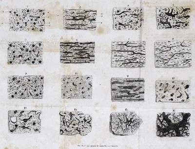 Bild Nr.2: 127-42 Bibra,E.v.: (Aus der Sammlung Professor Dr.Dr.Johannes Büttner Teil 1)