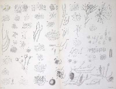 Bild Nr.2: 127-48 Bischoff,T.L.W. u. C.Voit.: (Aus der Sammlung Professor Dr.Dr.Johannes Büttner Teil 1)