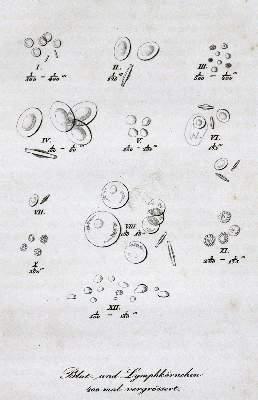Bild Nr.2: 127-494 Wagner,R.: (Aus der Sammlung Professor Dr.Dr.Johannes Büttner Teil 1)