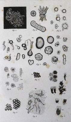 Bild Nr.2: 127-496 Wagner,R. (Hrsg.).: (Aus der Sammlung Professor Dr.Dr.Johannes Büttner Teil 1)