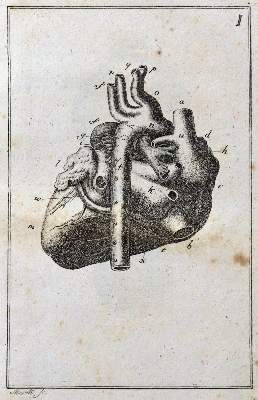 Bild Nr.2: 127-50 Blumenbach,J.F.: (Aus der Sammlung Professor Dr.Dr.Johannes Büttner Teil 1)
