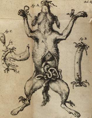 Bild Nr.1: 127-595 Schuyl,F.: (ZZRückgänge Sgl. Prof. Büttner Teil 1)