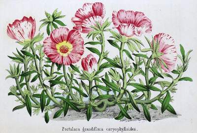 Bild Nr.2: 127-984 Neubert,W. (Hrsg.).: (Küche und Haushalt, Garten)