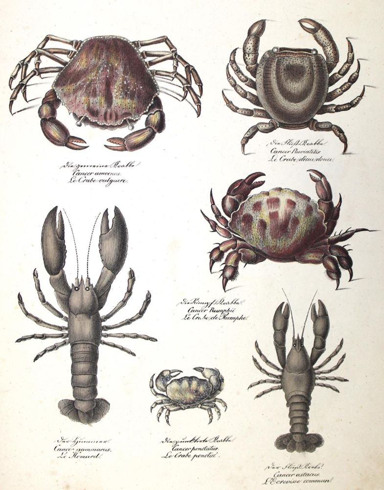 Große Abbildung Nr.1: 128-1297 Zoologie.: (Kinder- und Jugendbücher)