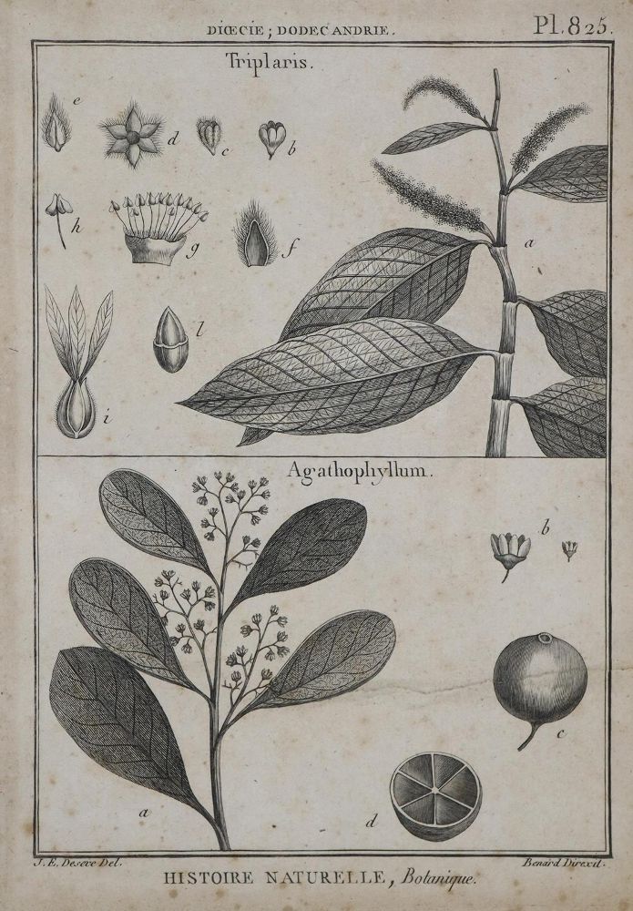 Große Abbildung Nr.2: 128-1801 (Diderot,D. u. J.d'Alembert).: (Botanik)