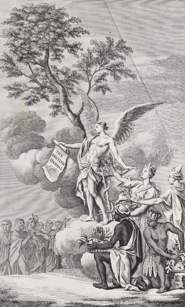 Große Abbildung Nr.2: 128-1804 Hill,J.: (Botanik)