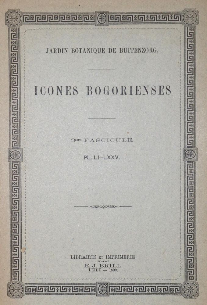 Große Abbildung Nr.1: 128-1806 Icones bogorienses.: (Botanik)