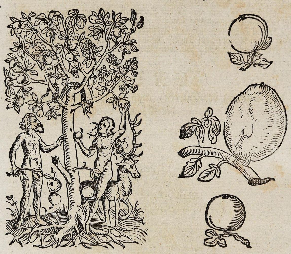 Große Abbildung Nr.2: 128-1809 Lonicer,A.: (Botanik, Kräuterbücher)