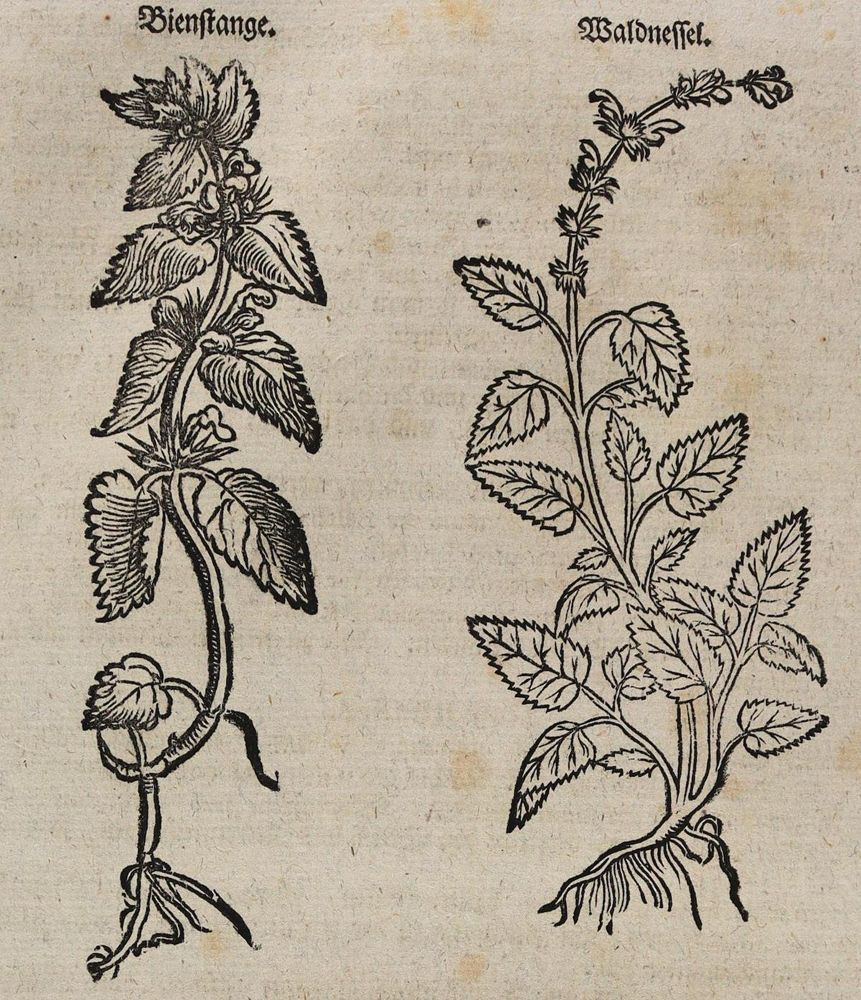 Große Abbildung Nr.4: 128-1809 Lonicer,A.: (Botanik, Kräuterbücher)