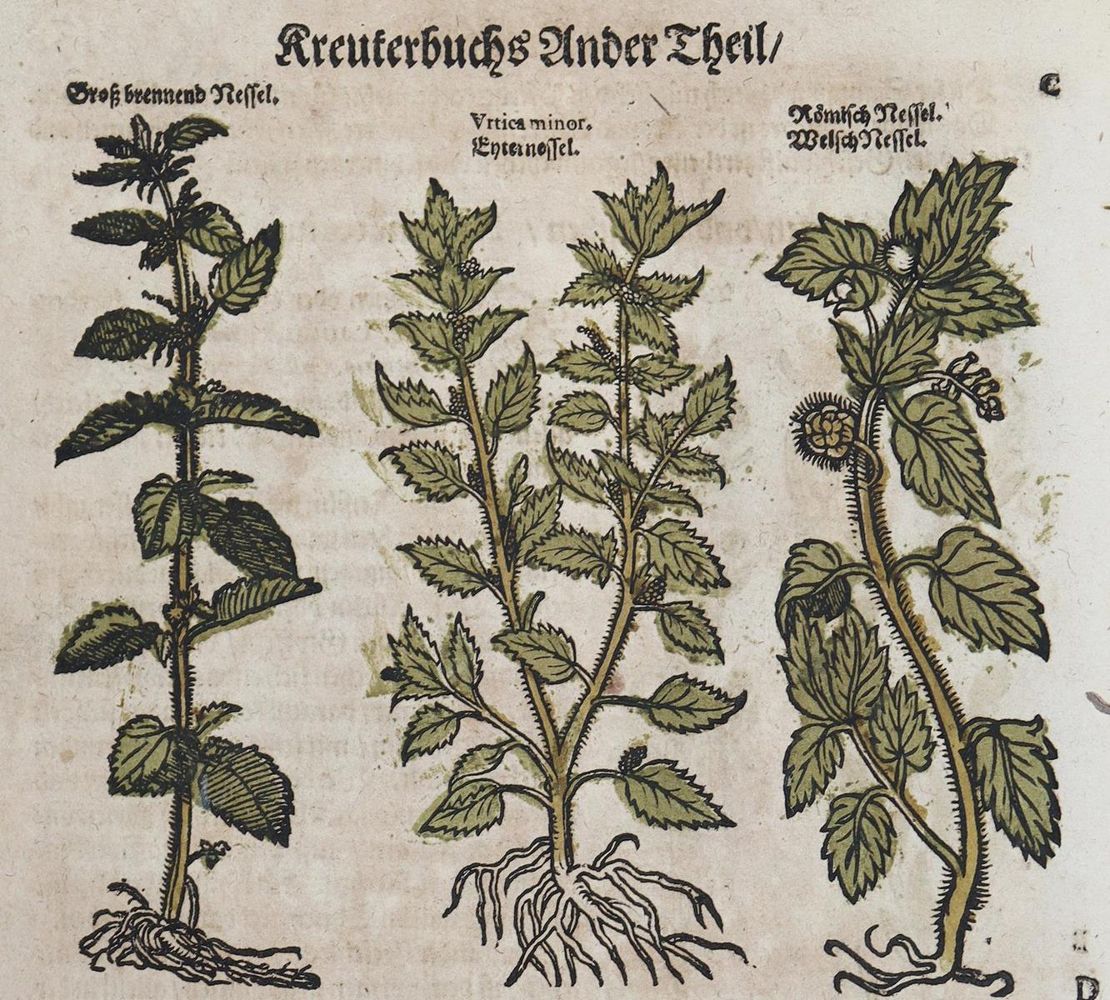 Große Abbildung Nr.1: 128-1811 Umfangreiches Fragment: (Botanik, Kräuterbücher)