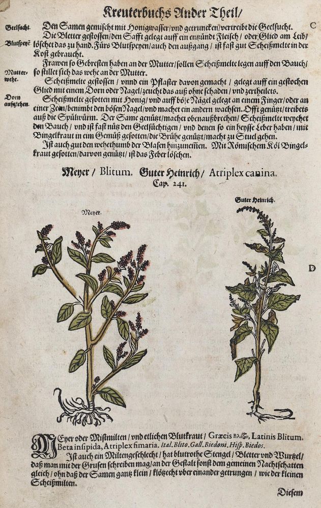 Große Abbildung Nr.2: 128-1811 Umfangreiches Fragment: (Botanik, Kräuterbücher)