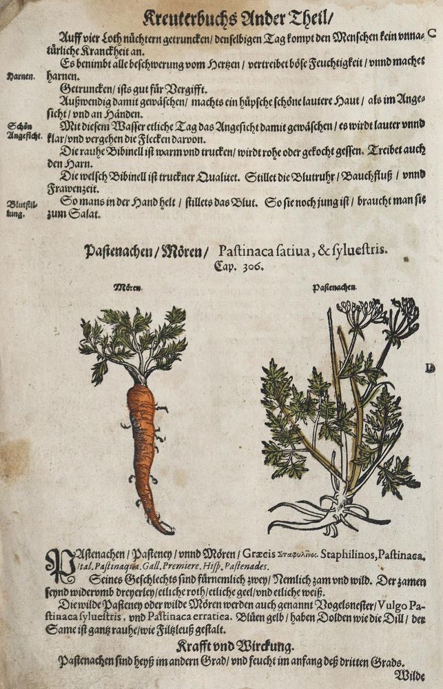 Große Abbildung Nr.3: 128-1811 Umfangreiches Fragment: (Botanik, Kräuterbücher)