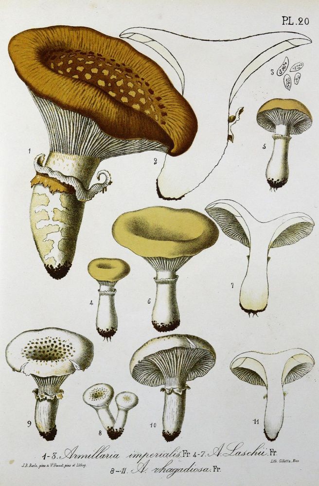 Große Abbildung Nr.41: 128-1816 Konvolut: (Botanik, Pilze)