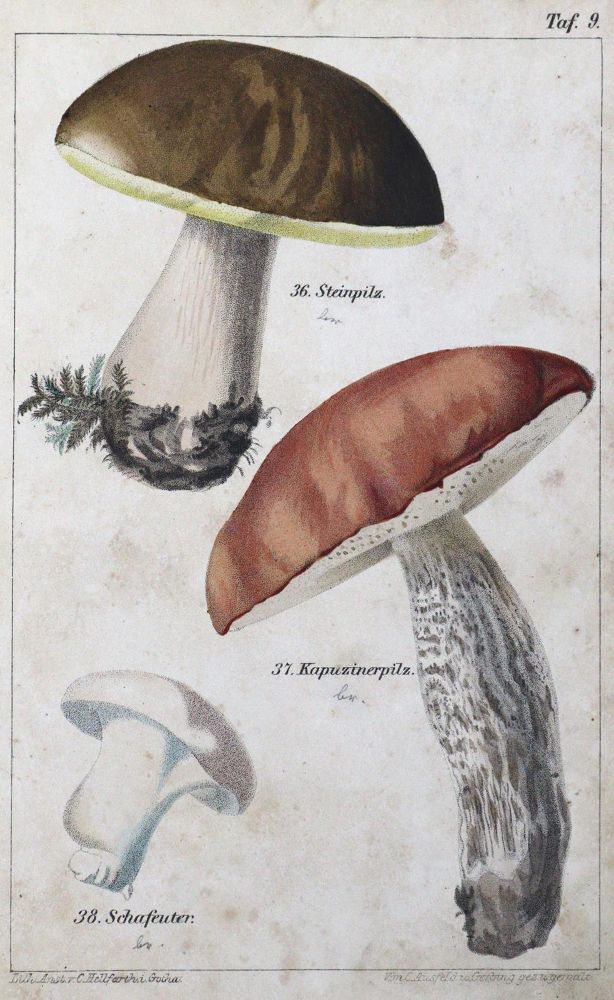 Große Abbildung Nr.43: 128-1816 Konvolut: (Botanik, Pilze)