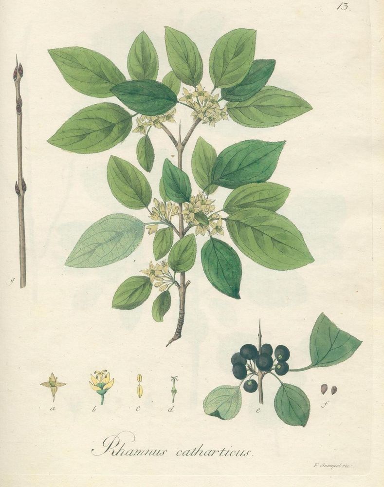 Große Abbildung Nr.1: 128-1817 Reitter,J.D. u. G.F.Abel.: (Botanik)
