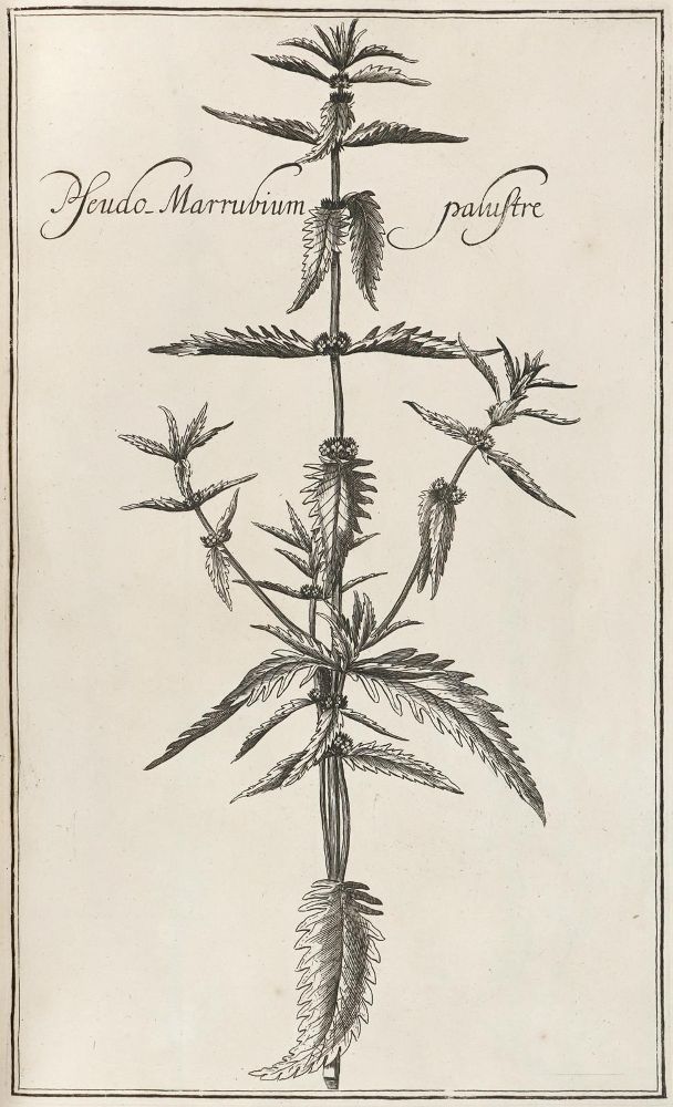 Große Abbildung Nr.3: 128-1818 Rivinus,A,Q.: (Botanik)