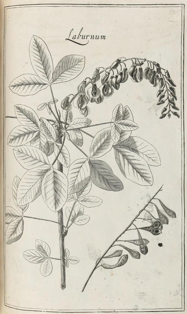 Große Abbildung Nr.4: 128-1818 Rivinus,A,Q.: (Botanik)