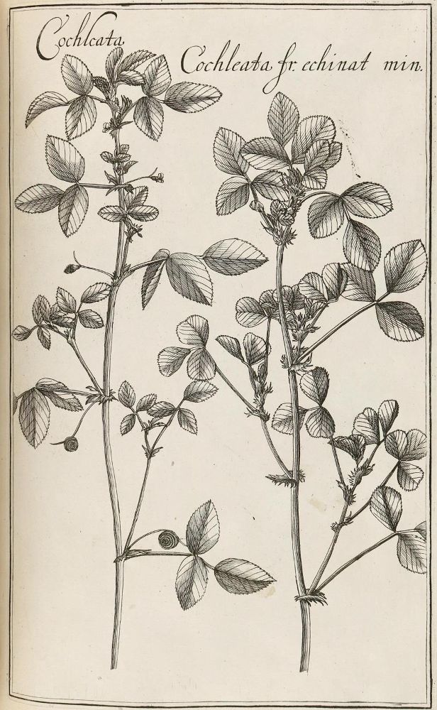 Große Abbildung Nr.5: 128-1818 Rivinus,A,Q.: (Botanik)