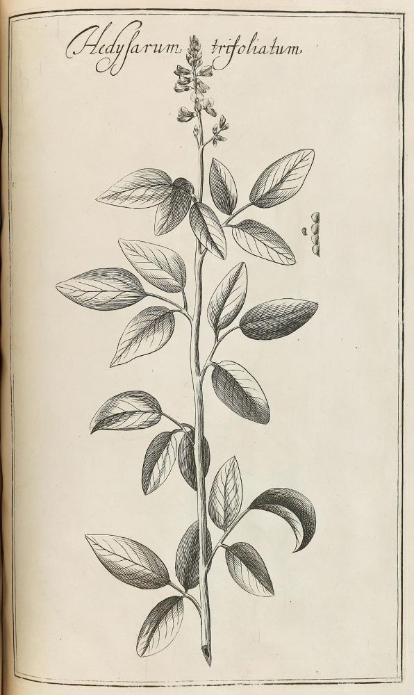 Große Abbildung Nr.6: 128-1818 Rivinus,A,Q.: (Botanik)