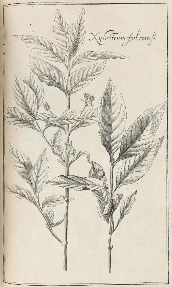 Große Abbildung Nr.7: 128-1818 Rivinus,A,Q.: (Botanik)