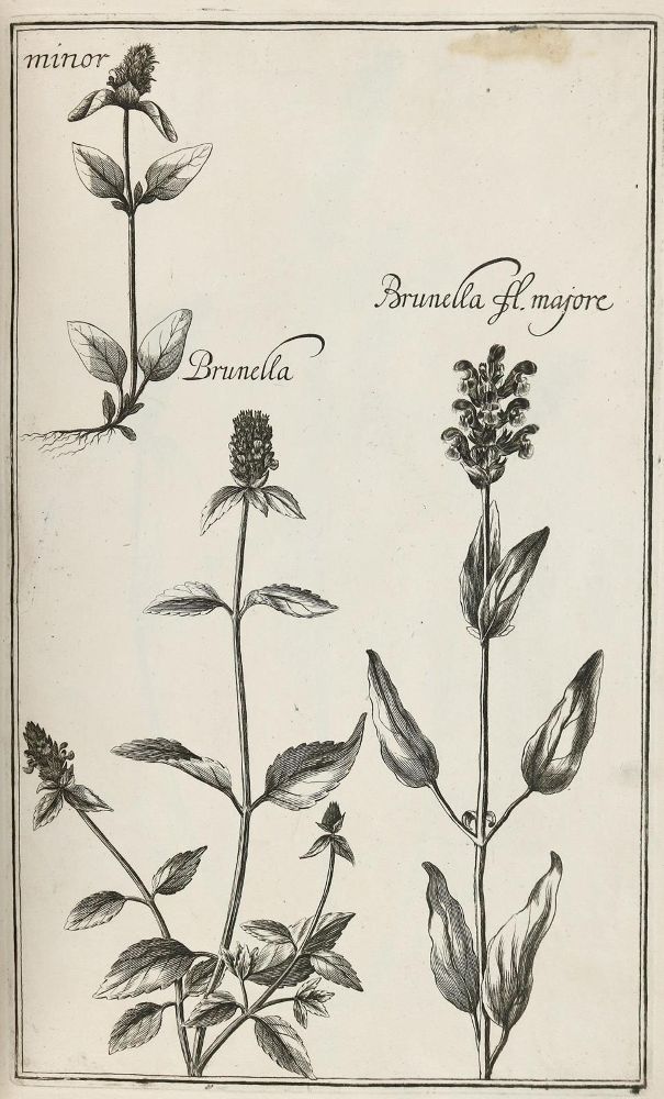 Große Abbildung Nr.8: 128-1818 Rivinus,A,Q.: (Botanik)