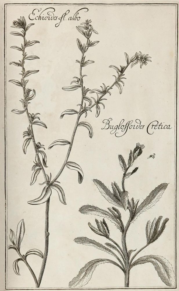 Große Abbildung Nr.9: 128-1818 Rivinus,A,Q.: (Botanik)