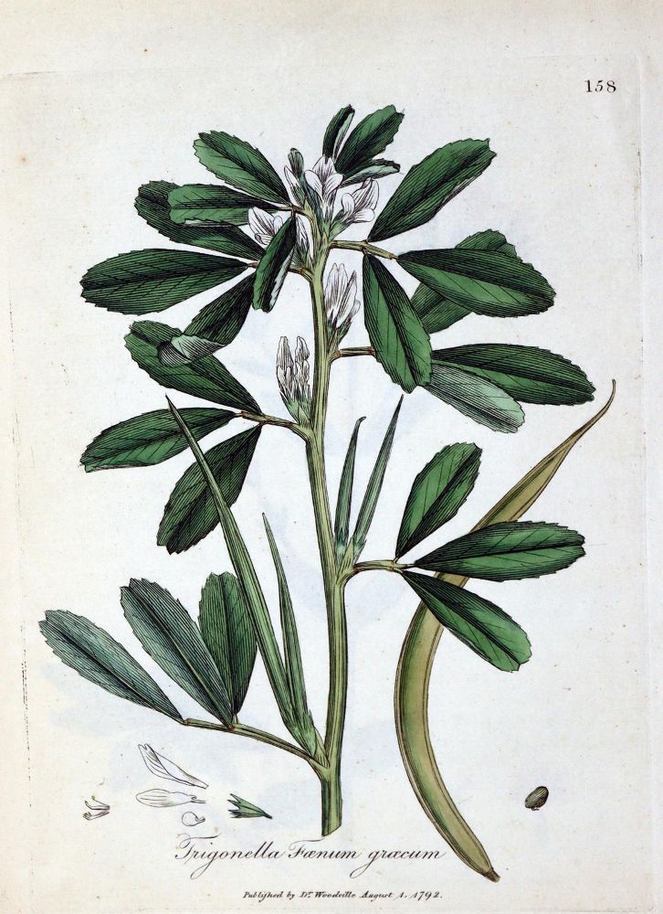 Große Abbildung Nr.1: 128-1825 (Woodville,W.: (Botanik)