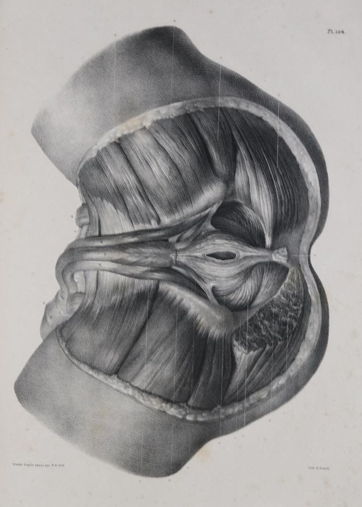 Große Abbildung Nr.2: 128-1835 Bourgery,J.M.: (Medizin)