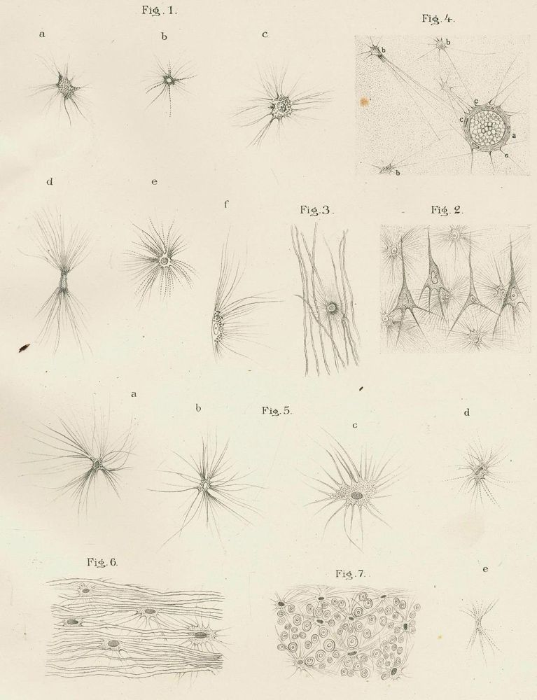 Große Abbildung Nr.1: 128-1848 Golgi,C.: (Medizin)
