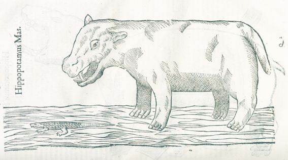 Große Abbildung Nr.1: 128-1897 Aldrovandi,U.: (Zoologie)